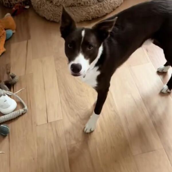 Muž kamerom snimio šta radi pas, žena ostala šokirana! Nije mogla da veruje kad joj je pokazao - au