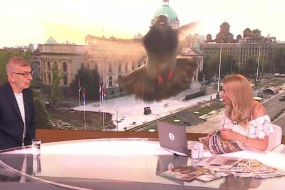 U uživo program uleteo nezvani gost! Sve stalo u jutarnjem programu Prve TV, voditeljkina reakcija šokirala sve
