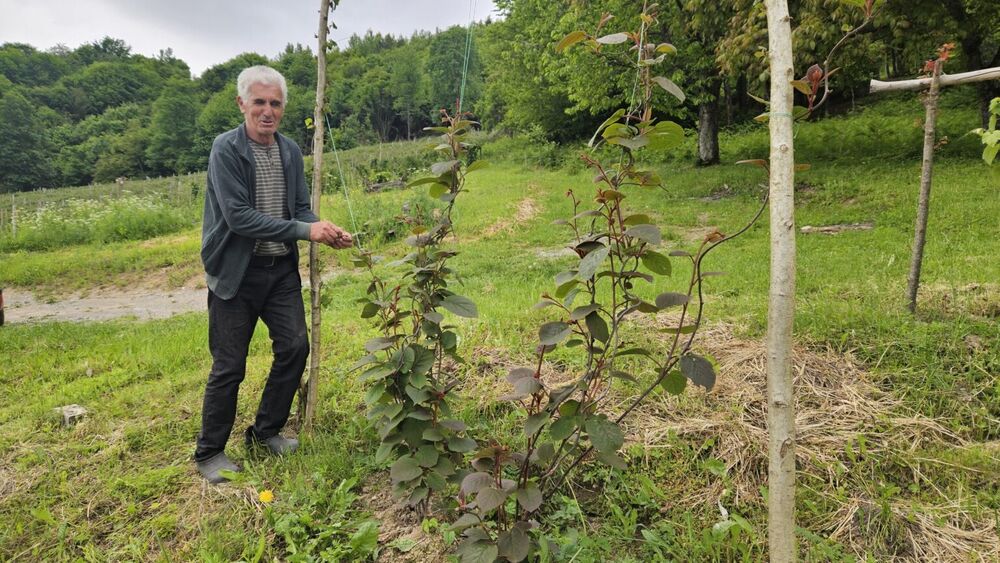 Kod Milivoja raste kivi