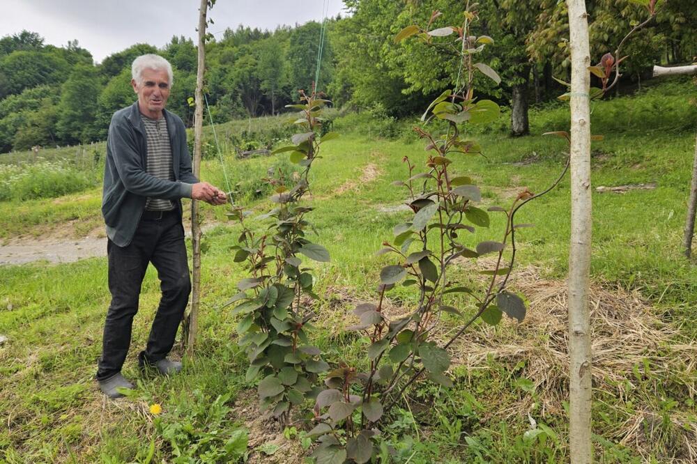 Kod domaćina Milivoja usred imanja raste ova tropska voćka: Pravo čudo u selu kod Prijepolja (FOTO)