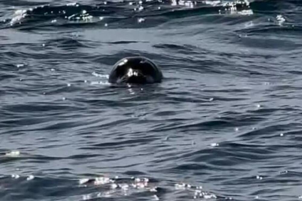 Od ovoga ništa slađe niste videli: Nestvaran prizor zabeležen na Jadranu, pogledajte ovu malu glavicu (VIDEO)