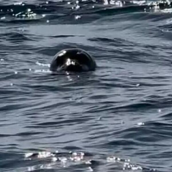 Od ovoga ništa slađe niste videli: Nestvaran prizor zabeležen na Jadranu, pogledajte ovu malu glavicu (VIDEO)