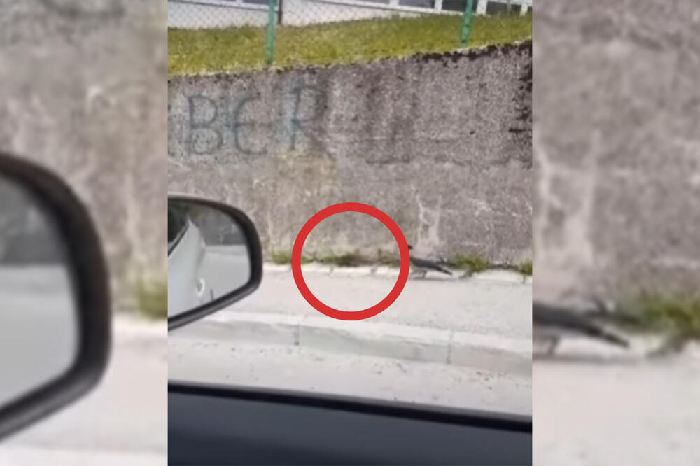 Pacovi u Sarajevu veliki ko mačke su osvojili grad: Vlada epidemija leptospiroze, prazne ulice, kao u horor filmu!