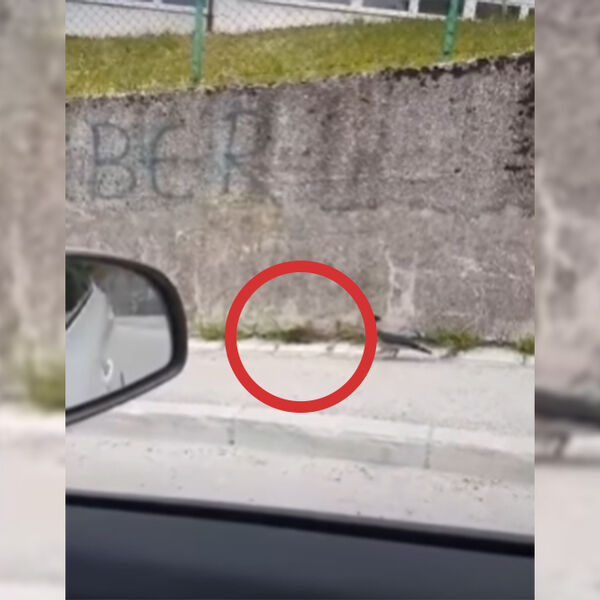 Pacovi u Sarajevu veliki ko mačke su osvojili grad: Vlada epidemija leptospiroze, prazne ulice, kao u horor filmu!