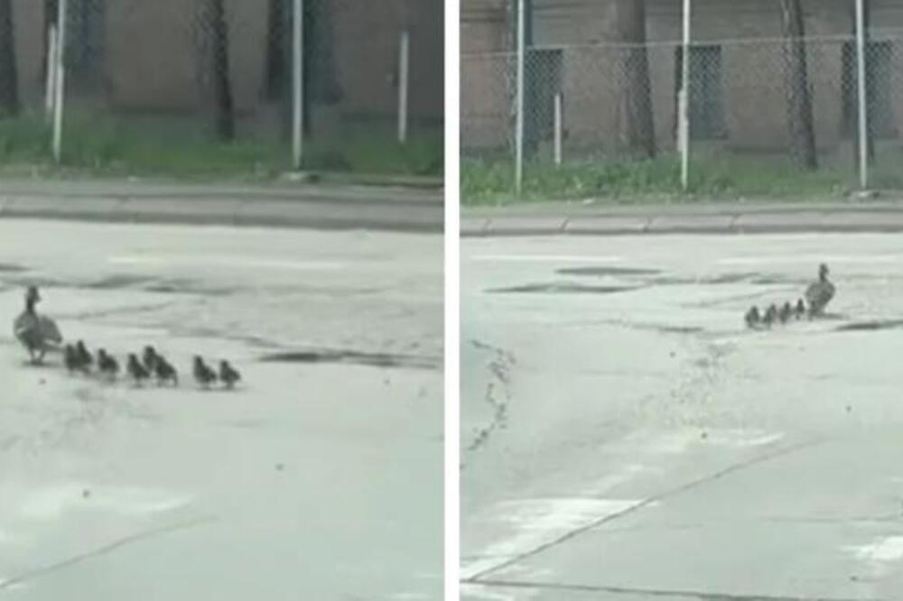 "Majka k'o majka, brižna" Ovo je najlepša stvar koju ćete danas videti! Snimak topi i najtvrđa srca (VIDEO)