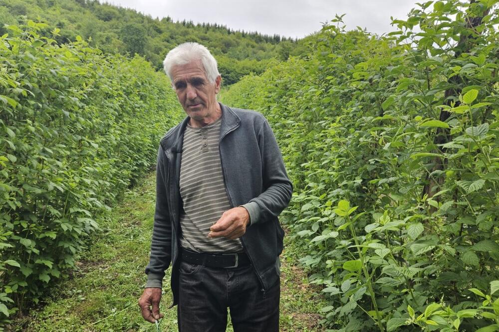 Milivoje iz Polimske doline gaji maline na 70 ari: Vredni radnik se nada da će ovolika biti cena