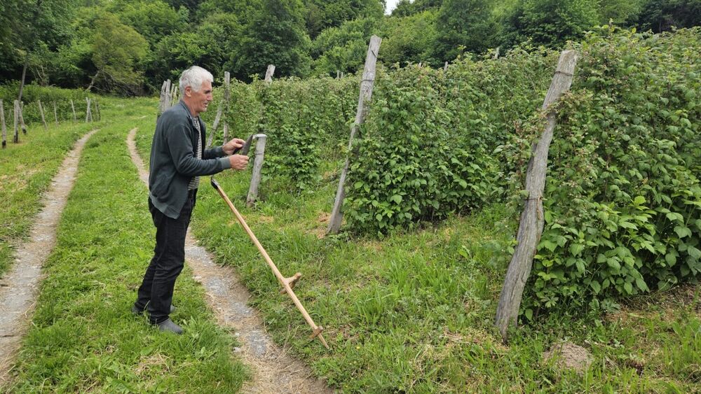 Milivoje se godinama bavi malinarstvom