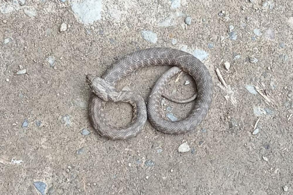 U Srbiji sve više zmija, a ovo je razlog: Ljudi zovu iz svih delova zemlje, situacija je sledeća