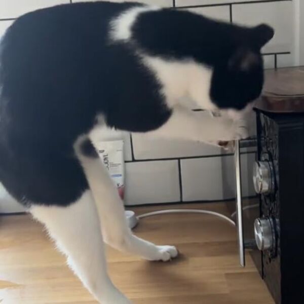 O ovoj gladnoj mački priča 4 miliona ljudi! Uspela da otvori mikrotalasnu u jednom potezu (video)