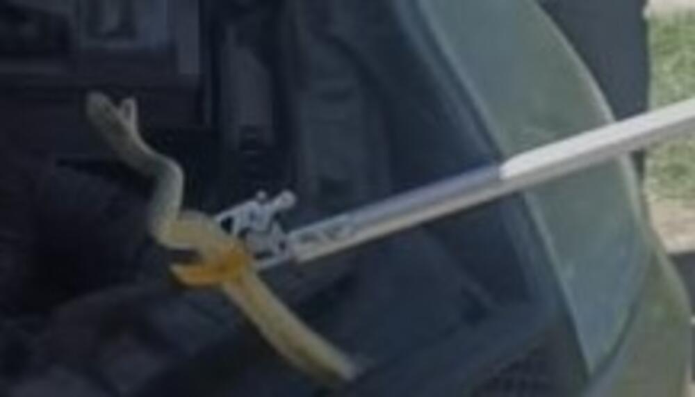 Ovo je prvi znak da vam se zmija uvukla u auto! Ako ga primetite, odmah se udaljite