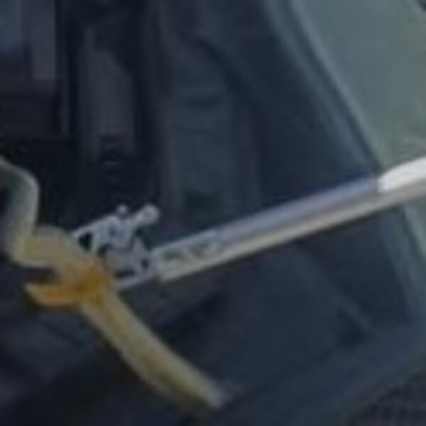 Šok scena u automobilu! Vozaču se džinovska zver uvukla u haubu! Ovo svakome može da se desi, pogledajte šta je!