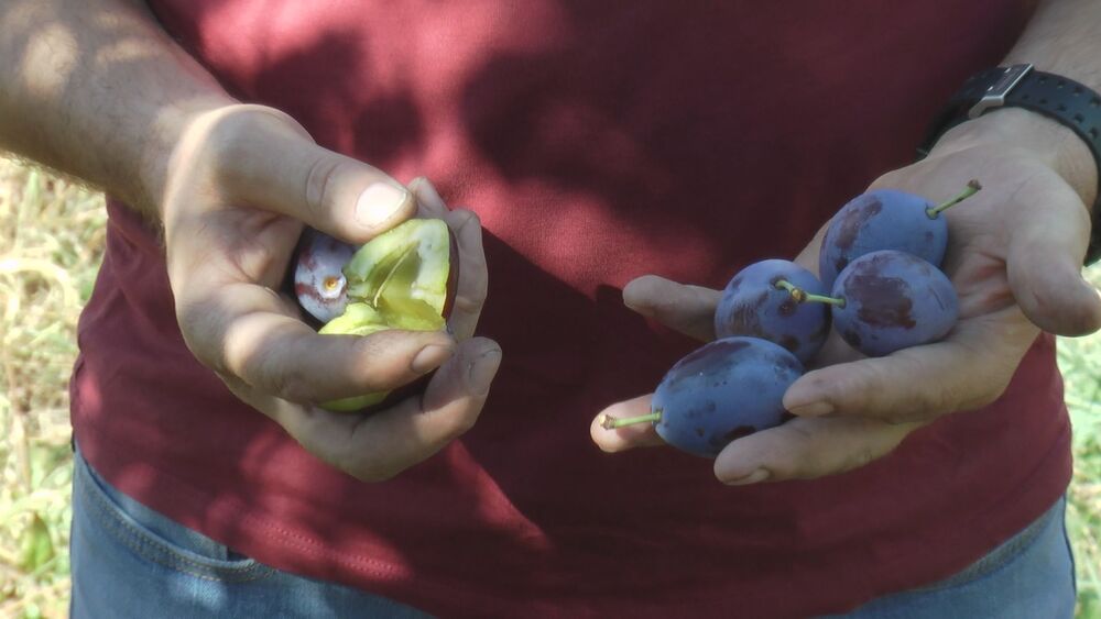 Vreli talas loše utiče na voće