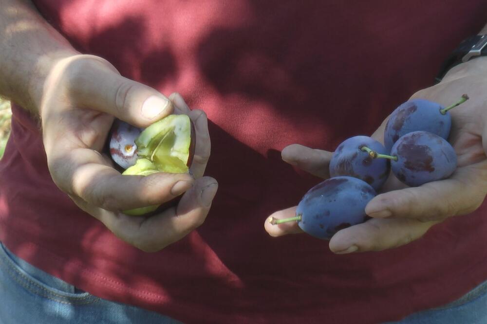 Rod već desetkovan nevremenom, pitanje šta će ostati nakon tropskog talasa: Agronom Miloš ima važan savet