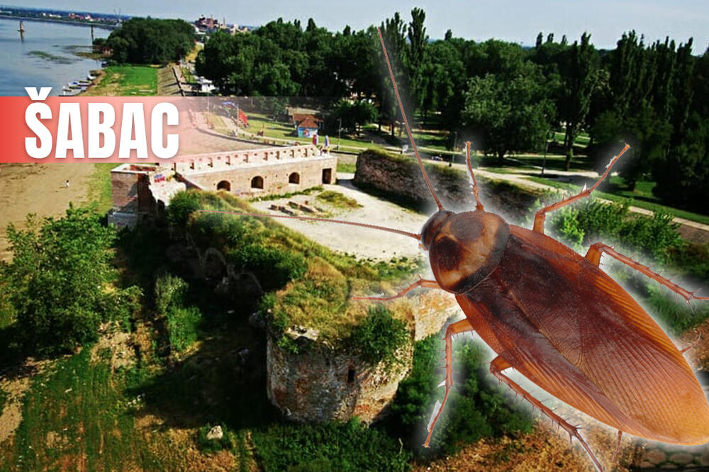 Bubašvabe mile po gradu Šapcu, nema gde ih nema, žena ih našla i u dečjem krevetu! Hitno se oglasio veterinar