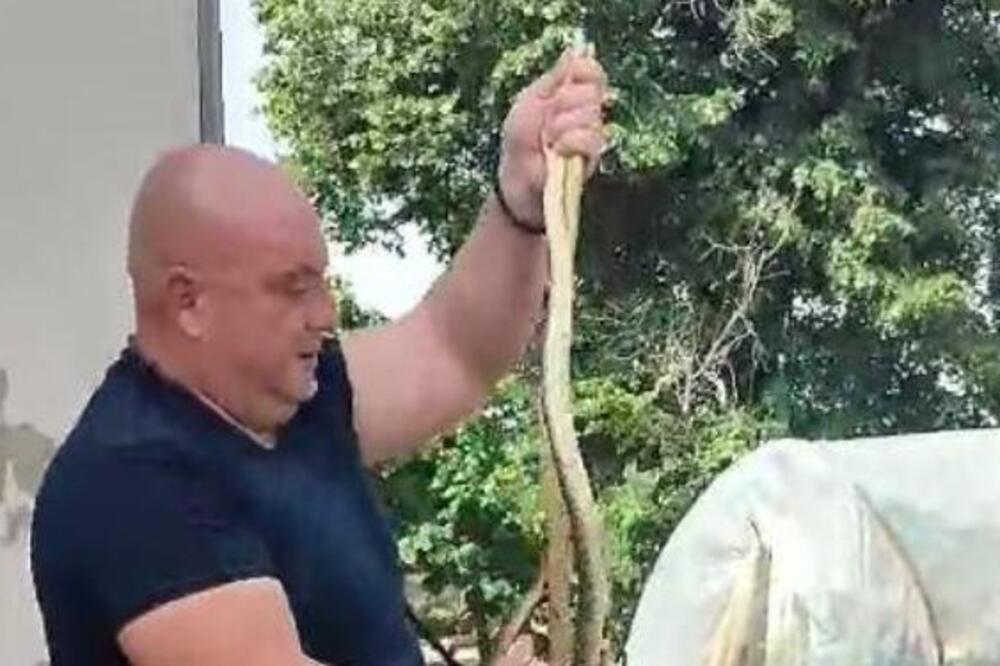 Uhvaćena džinovska zmijurina kod Leskovca! Ovakva zver nije viđena - ljudi, pogledajte samo šta je ovo (VIDEO)
