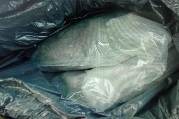 JOŠ JEDNO HAPŠENJE U BEOGRADU ZBOG DROGE! Policija pronašla 60 kilograma marihuane!