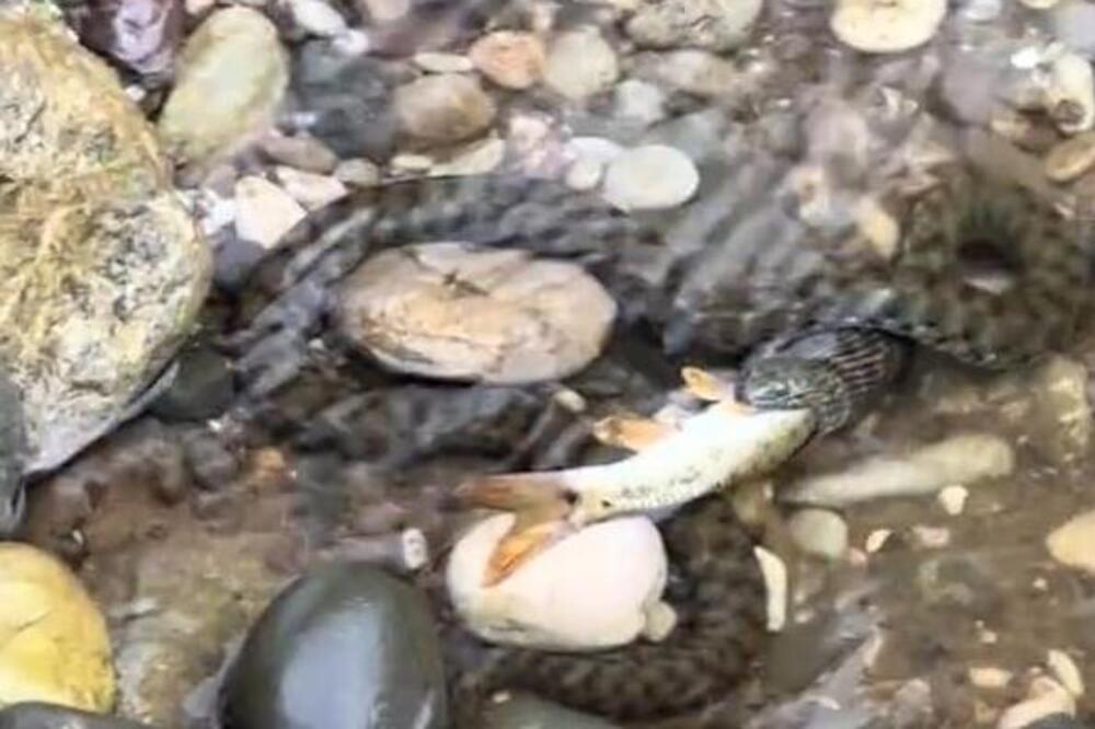 Vodene zmije preplavile reke i jezera Srbije! Ima ih i na kupalištama širom zemlje, vrebaju sa svih strana (VIDEO)