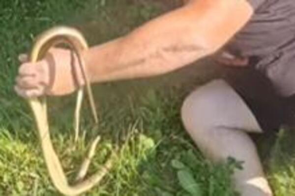 Srpkinje obožavaju ovu biljku u dvorištu, a najviše privlači zmije: Obratite pažnju na jedno