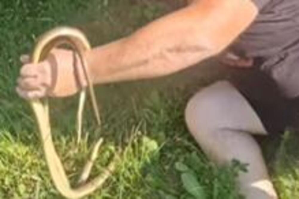 Srpkinje obožavaju ovu biljku u dvorištu, a najviše privlači zmije: Obratite pažnju na jedno