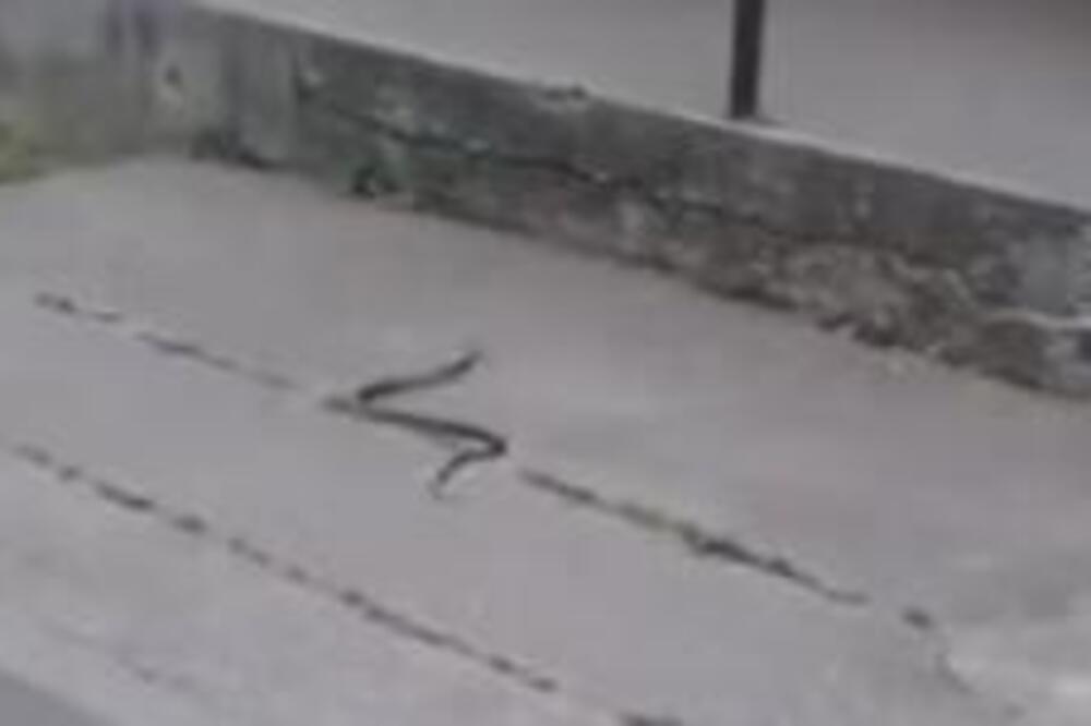 Još jedna ogromna zmija snimljena u ovom gradu u Srbiji! Nasred trotoara, pogledajte kolika je zver (VIDEO)