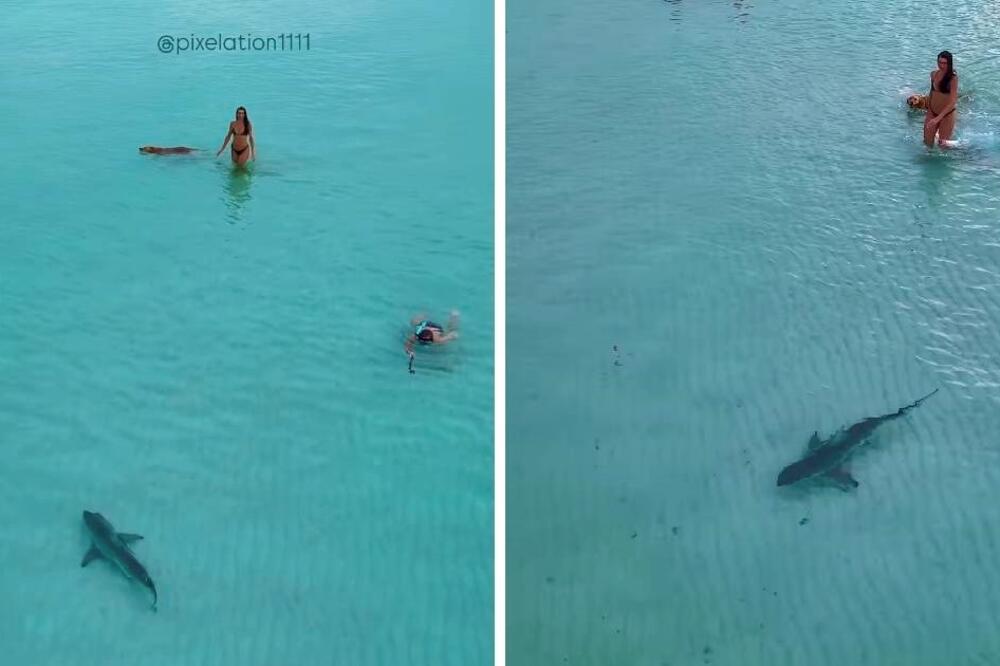 Žena uživala sa prijateljicama i psom kad im je prišla ajkula! Ono što je usledilo će vas šokirati načisto (VIDEO)