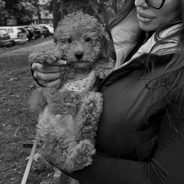 ''Primenjena je standarna tehnika...'': Prvo oglašavanje vlasnika salona u kojem je pre smrti bila pudla Tili