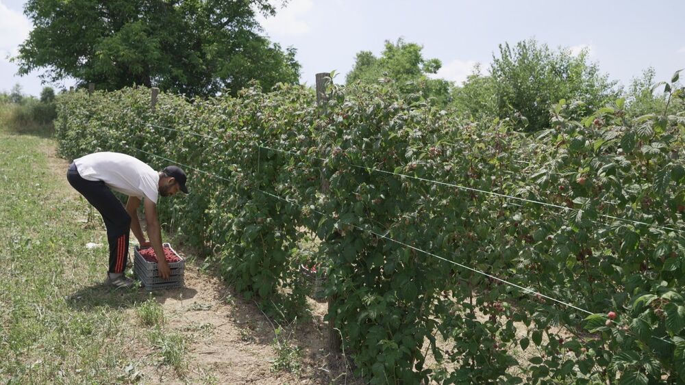 Maline