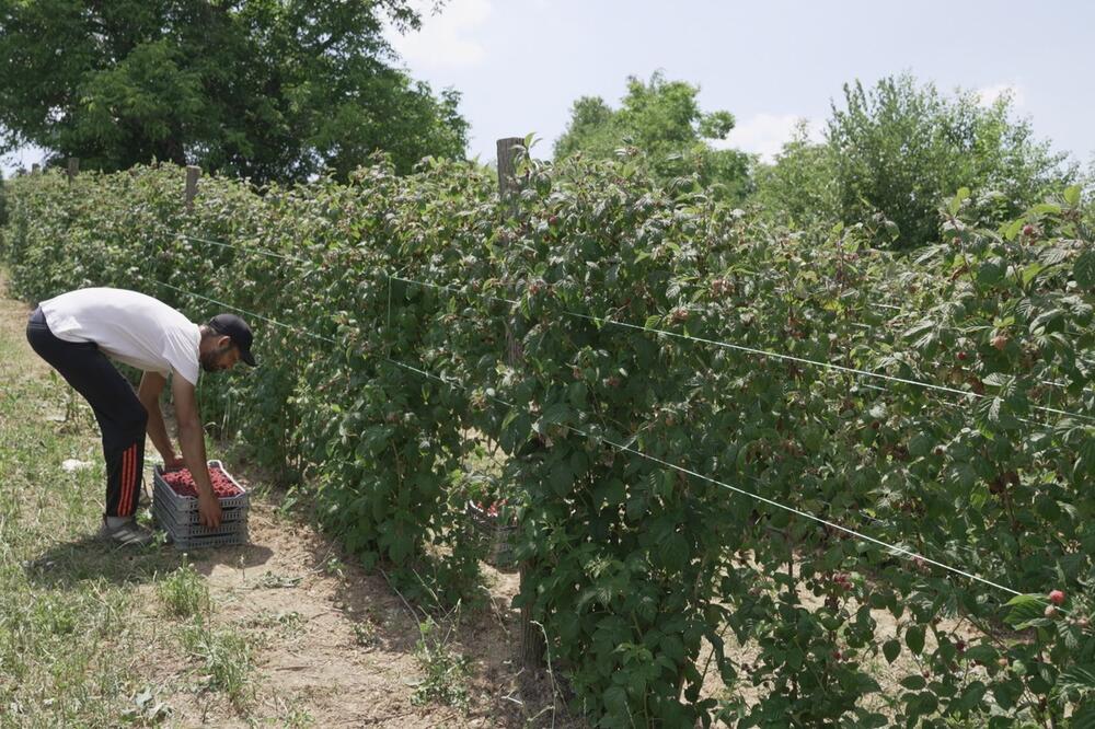 Cena 350 dinara po kilogramu, dnevnica radnicima 5.000: Počela berba crvenog zlata