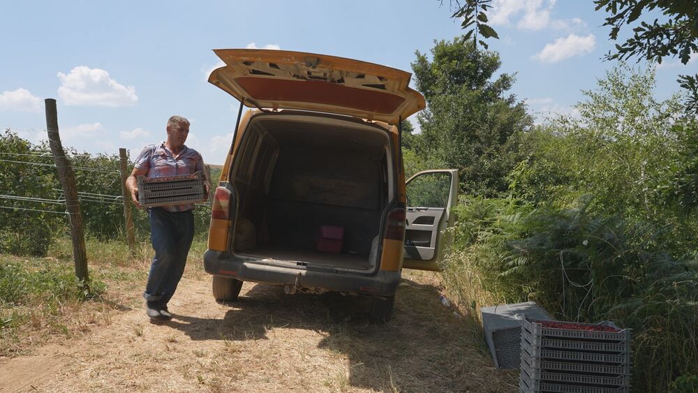 Čovek ubacuje maline u kombi