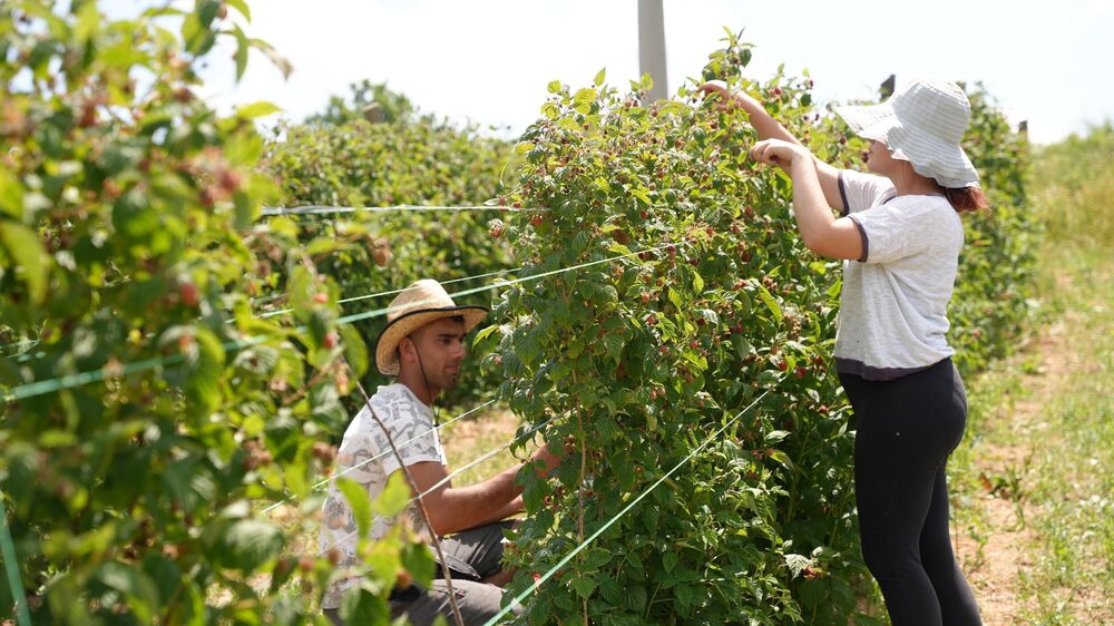 Dvoje berača malina