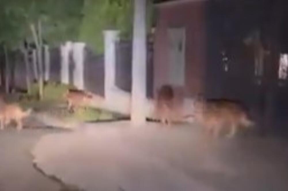 Umrla Marija Buković koju je rastrgao čopor pasa: Videla joj se rebra, odgrizli joj uvo i deo lica, kosu nije imala