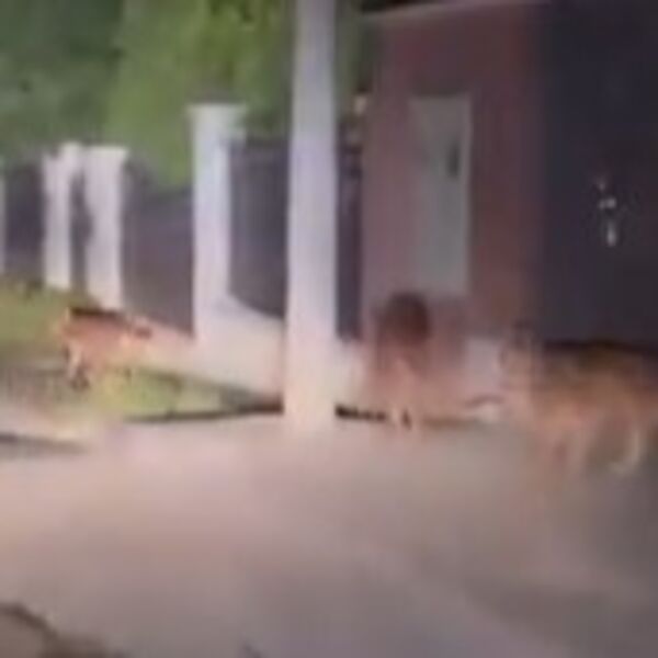 Umrla Marija Buković koju je rastrgao čopor pasa: Videla joj se rebra, odgrizli joj uvo i deo lica, kosu nije imala