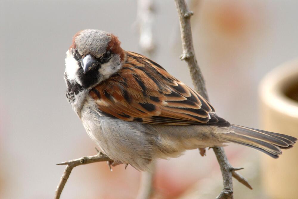 Do skoro su cvrkutali sa svakog drveta, a danas.. Vrapci su ugroženi, sve ih je manje u Beogradu: Evo zašto ih nema