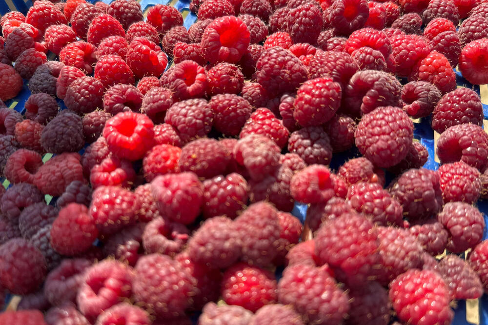 Ovo je uticalo na rekordno nizak nivo maline: Malinari ne pamte lošiju godinu