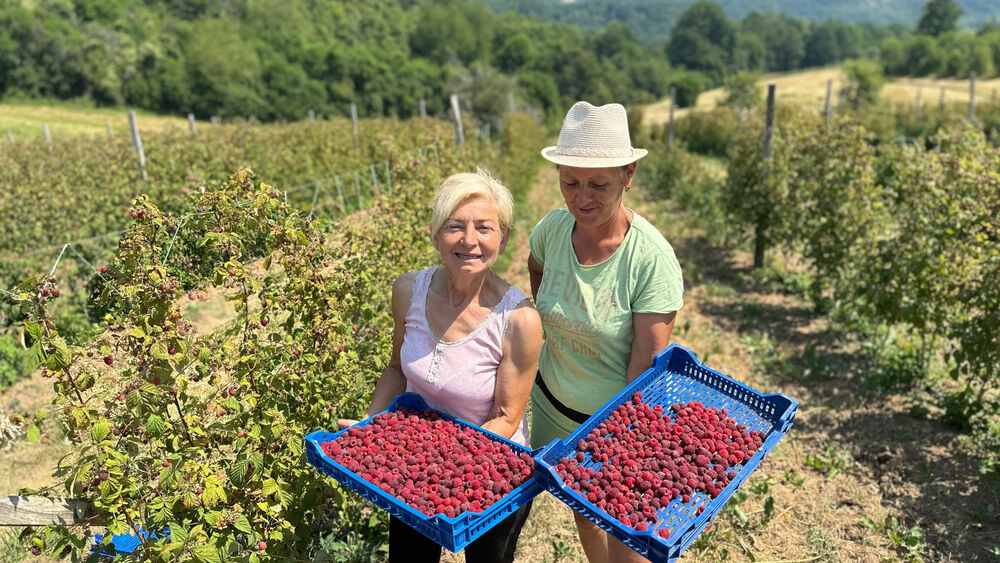 Maline