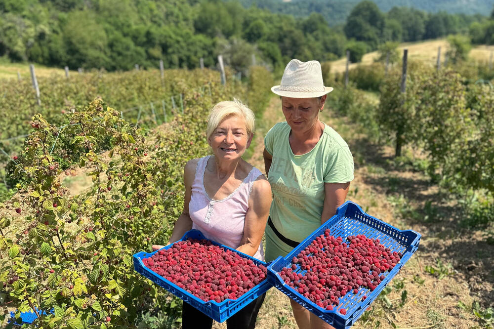 Upekla zvezda, ali njih dve ne odustaju: Gordana i Jasna udružile snage u berbi malina - jedna stvar ih spašava