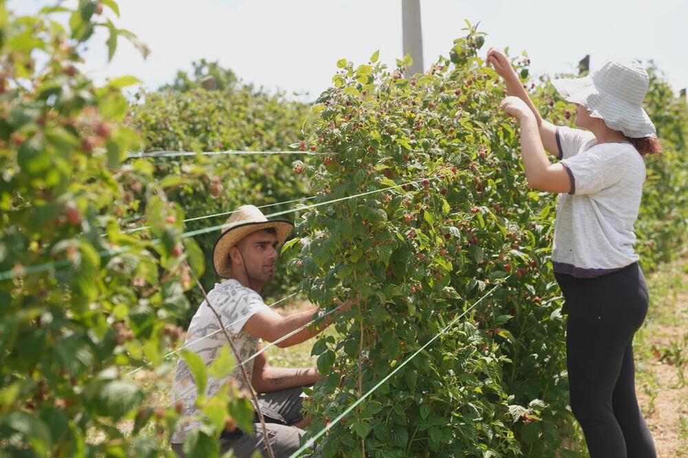 Sunce prži, oni zavrnuli rukave i beru maline: Mirko i Alen ne znaju za pauzu, evo koliko zarade za dan! (FOTO)