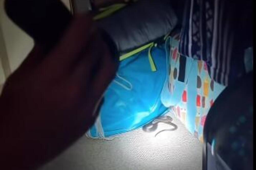 Otvorili ormar pa se zaprepastili prizorom! Opasna zmija otrovnica se uvijala po odeći, svi pretrnuli od straha!