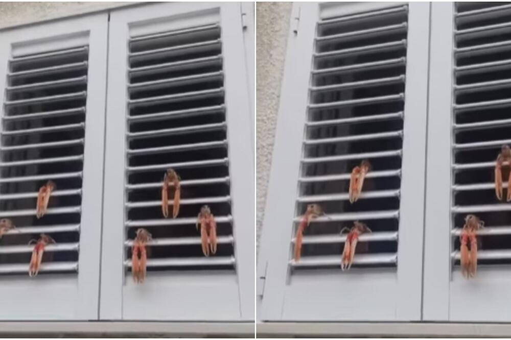 Šta je to i zašto mrda? Region u transu zbog prizora iz Dalmacije, ljudi u šoku - na Balkanu nikad dosadno! (VIDEO)