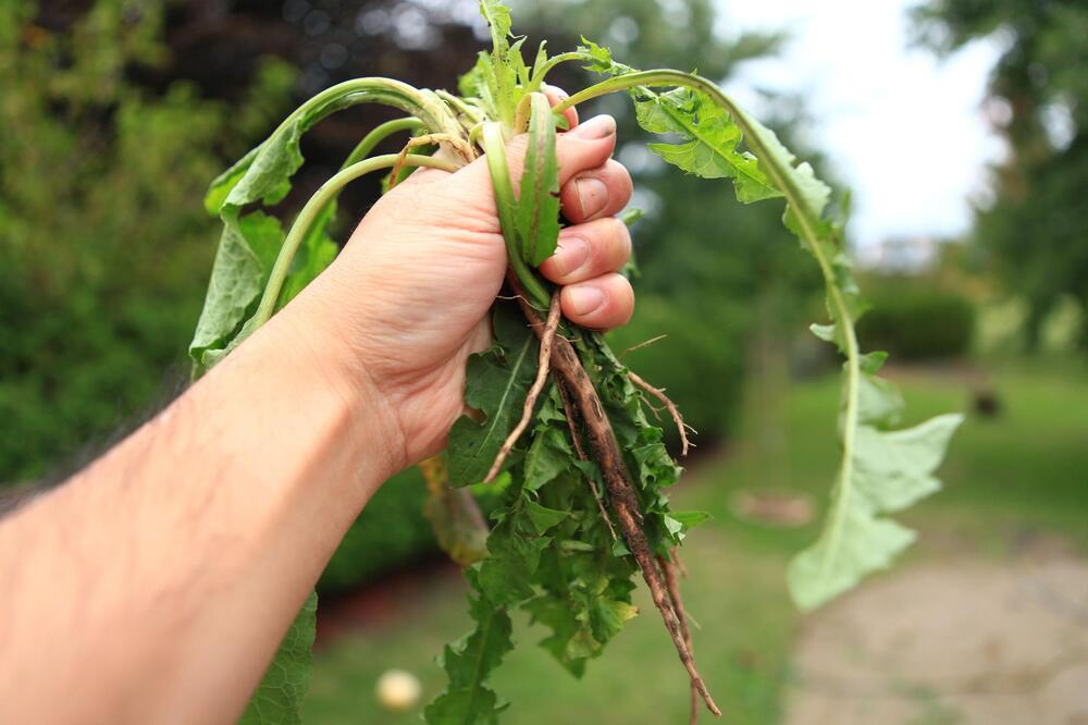 U Beogradu prodaju za čak 500 dinara, pune tezge ove biljke! Domaćice misle da je korov pa čupaju i bace, ali...