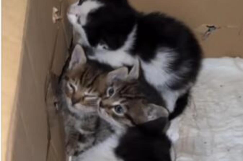 "Pružanje doma ovim malenim, bespomoćnim bićima" Luku svi znate po dobrim delima i sada traži pomoć svih nas