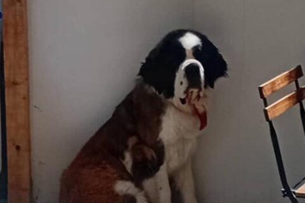 Udomljava se ženkica bernandinca: Pitoma je, dobra, pametna i obožava da se igra!