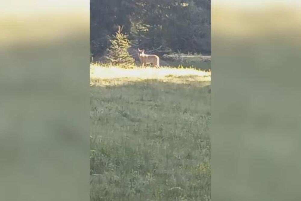 Radovan naišao na vuka pred porodičnom kućom! Bio oči u oči sa divljom zveri, a onda je usledilo nešto neverovatno!