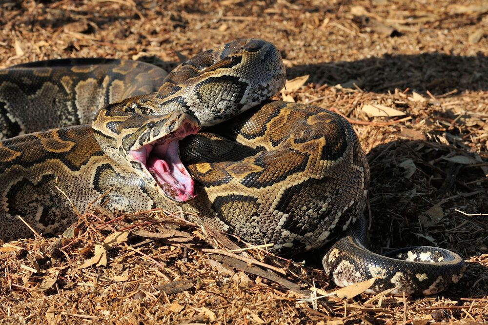 Zoi je opisala haotičnu situaciju sa zmijom