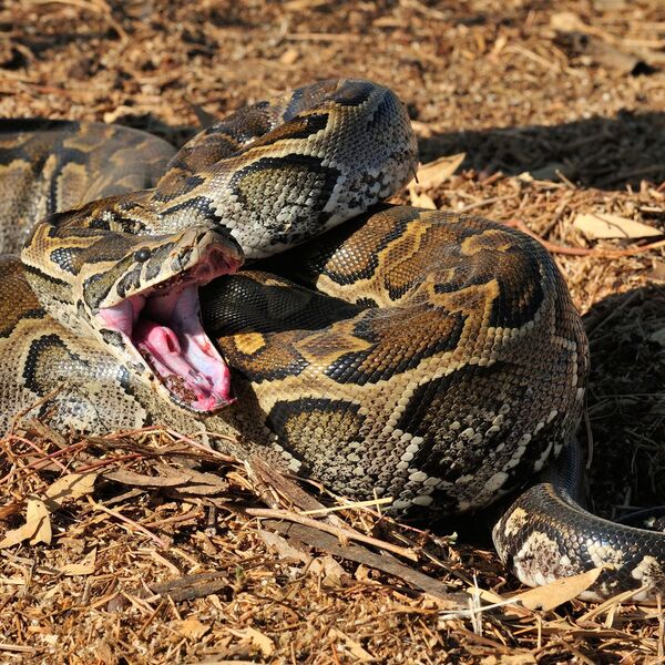 HOROR USRED BELA DANA! Ogromna zmijurina pronađena u blizini osnovne škole - žena videla kartonsku kutiju, pa...