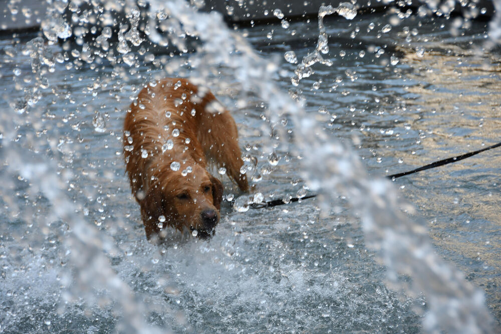 Pas u fontati po vrućini