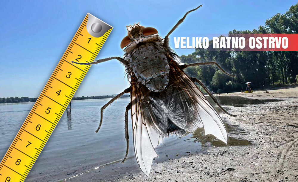 Veliko ratno ostrvo
