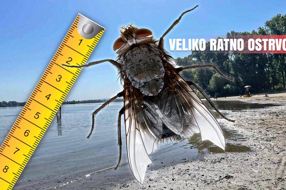Beograđanin preživeo horor Velikom Ratnom Ostrvu! "Napala me džinovska muva od 8 cm, jedva sam živu glavu izvukao"!