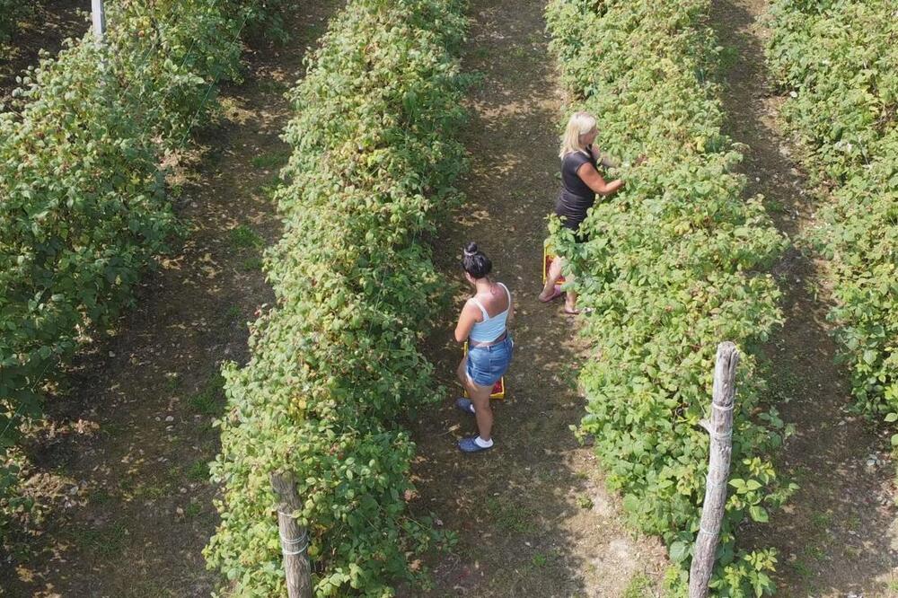 "Otkupna cena od 400 dinara zvuči katastrofalno!" Sezona branja malina je počela, a malinari besni zbog ovoga