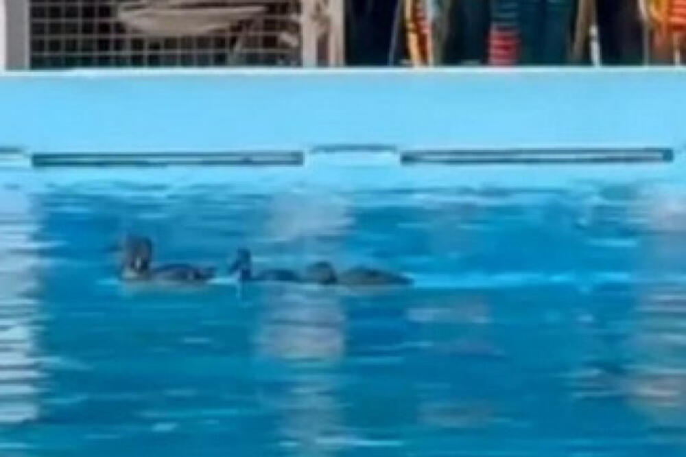 Nisu ni one mutave, kupaju se bez karte: Patke okupirale bazen u Srbiji, neće da mrdnu ni da ih "kolješ"! (VIDEO)